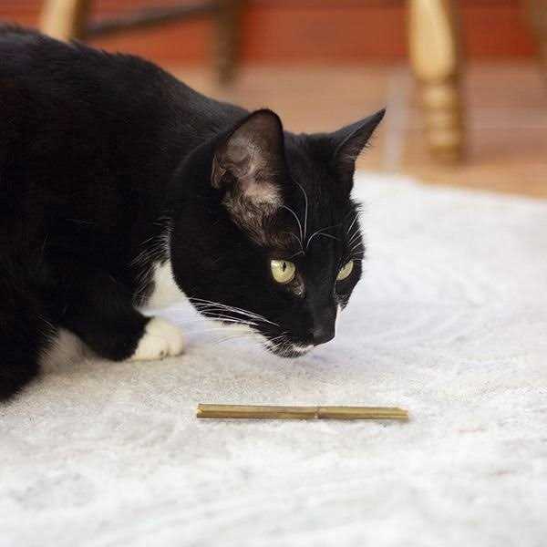 Catnip D13240
