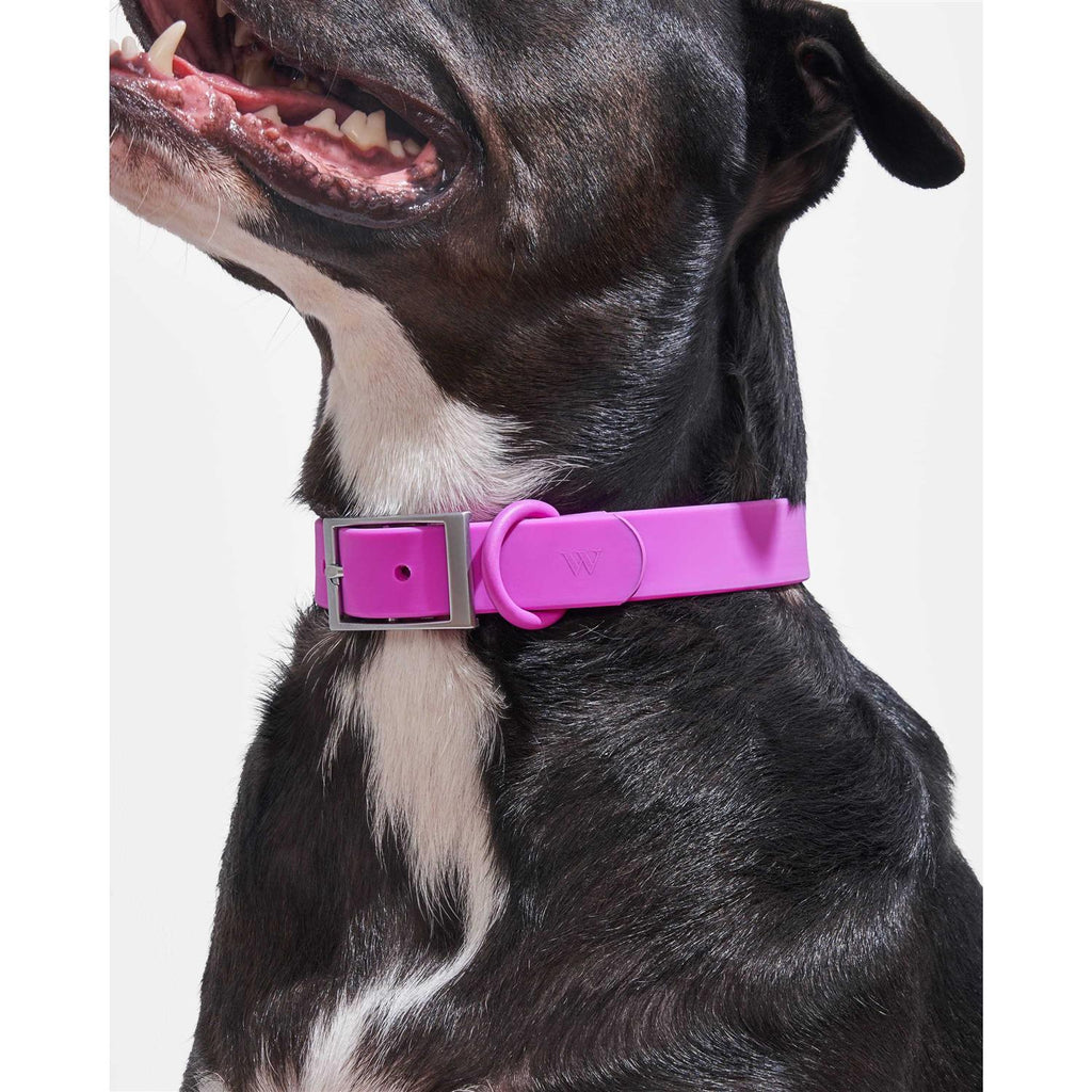 Dog Collar Z153056