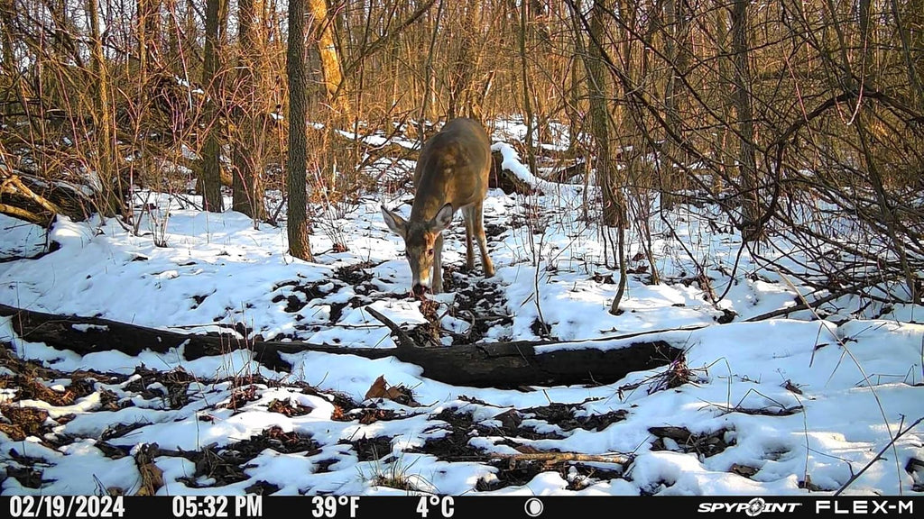 Twin Pack Cellular Hunting Trail Cameras with Night Vision, 28MP Photos, 720p Videos, Two Straps, Two 32GB SD Cards W778