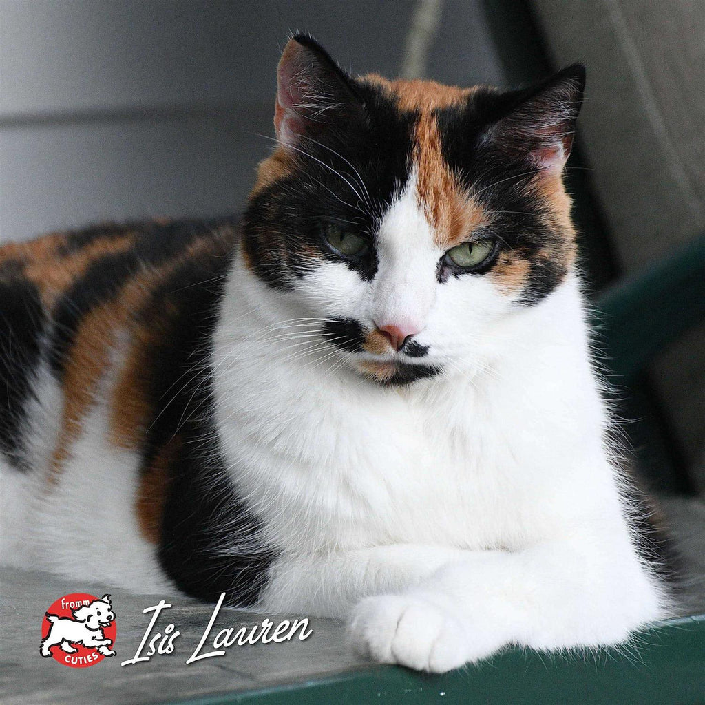 Chicken A La Veg Dry Cat Food K36117