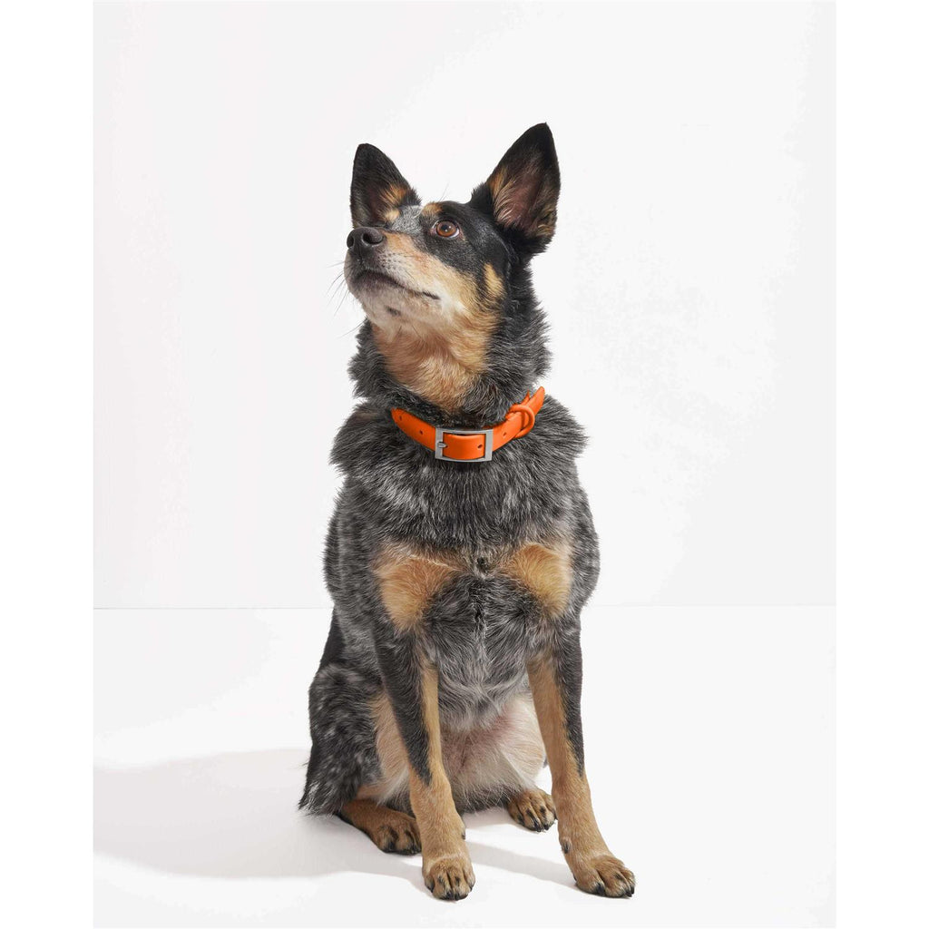 Dog Collar Z153056