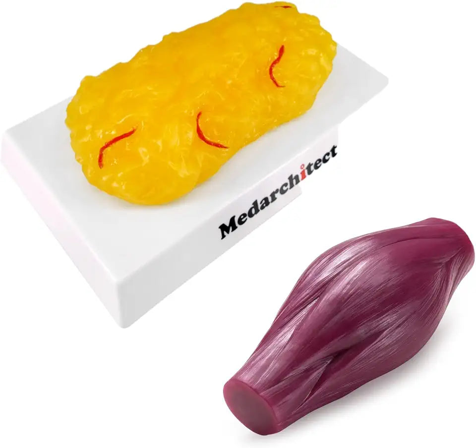 Human Body Fat & Muscle Replica 1 lb M899