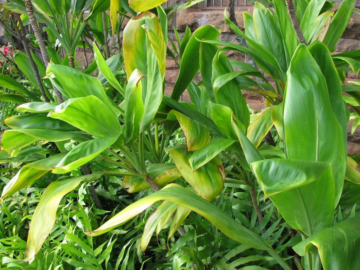 Green Live Ti Leaf Plant 6"-10" Tall In 2" Pot B987428