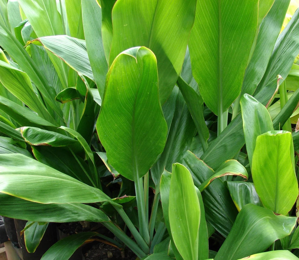Green Live Ti Leaf Plant 6"-10" Tall In 2" Pot B987428