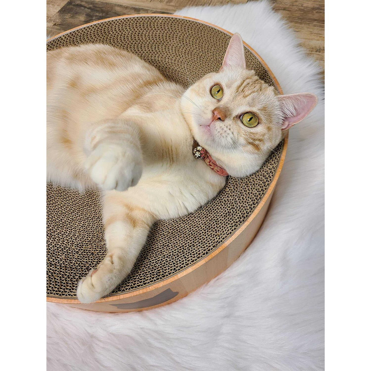 Cat Scratcher Bowl I916