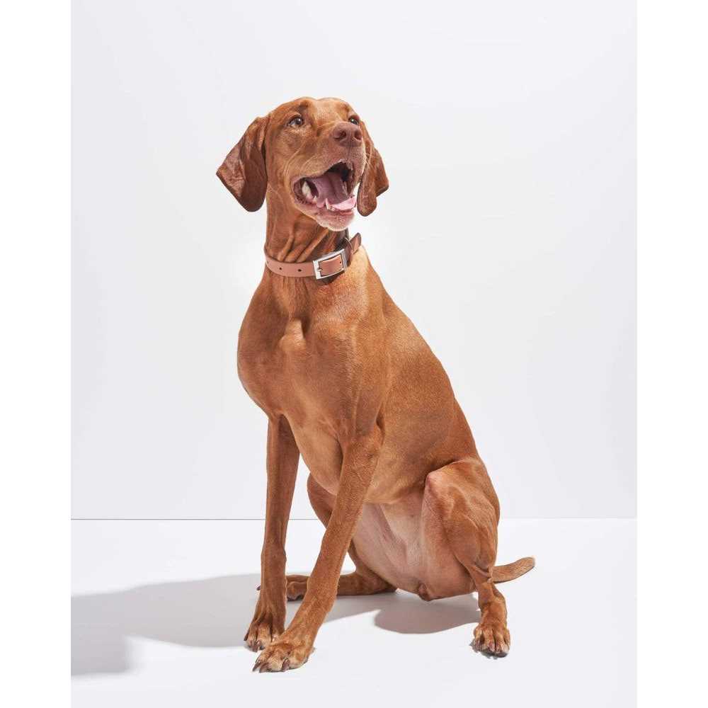 Dog Collar Z153056